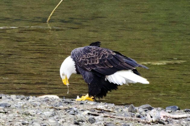 Langkawi-eagles-feeding