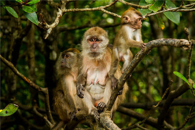 Langkawi’s-mangrove-forest