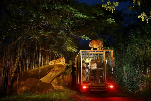 Night Safari Park Singapore 1