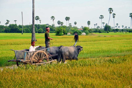 The local buffalo riding in paddy field