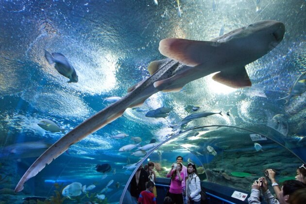 Underwater-World-Sentosa-Island