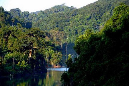 Yanoda Tripacal Rainforest.