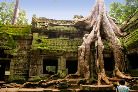 Ancient tree in Tah Prohm Temple, Siem Reap, Cambodia