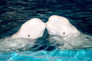 Dolphins inside Tiger Beach (Laohutan) Ocean Park