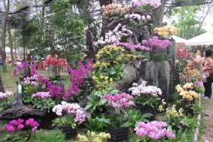 The Rose Garden, Bangkok