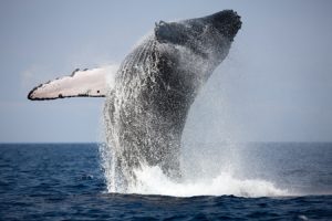 Reykjavik Shore Excursion Whale-Watching Cruise