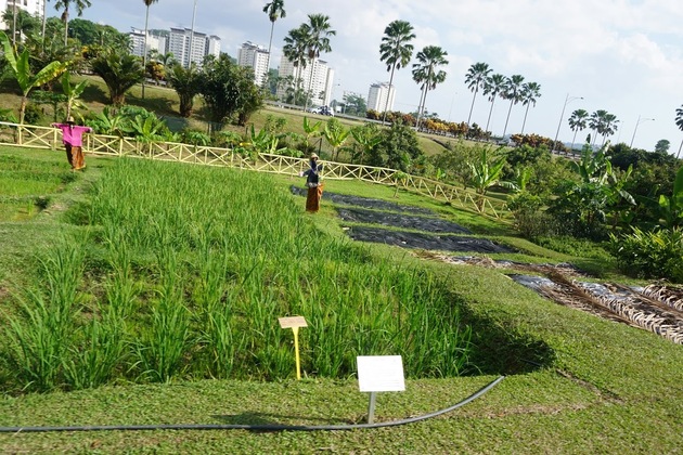 Taman Warisan Pertanian crops