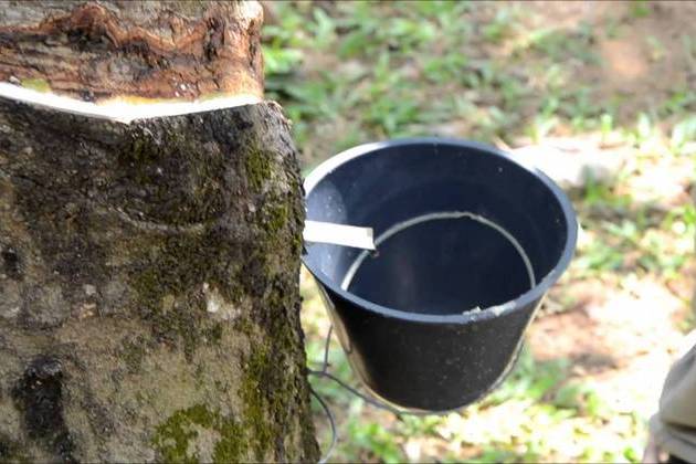 Taman Warisan Pertanian rubber trees