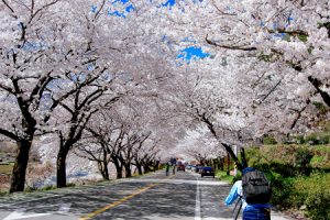 Spring weather in Korea