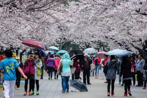 Tourists enjoying the open blossoms in Japan