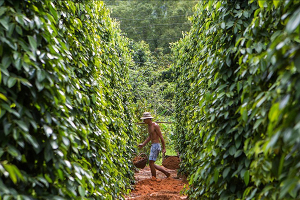 A local farmer in Pepper farm, Khu Tuong eco farm