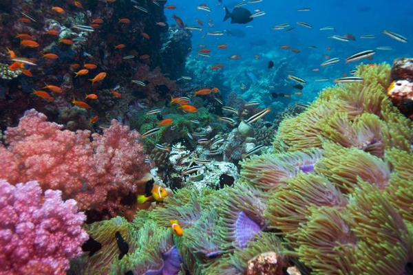 Experience fantastic underwater world of Boracay