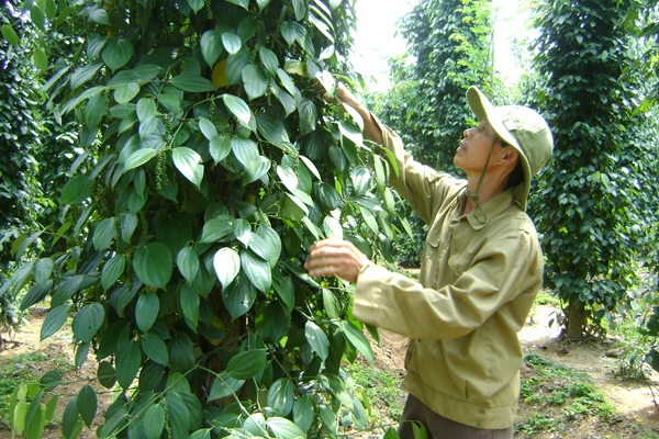 Local working on pepper farm, Phu Quoc