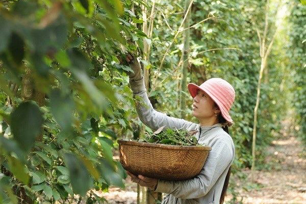 Local collecting the pepper in the farm