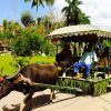 Buffalo riding in Villa Escudero