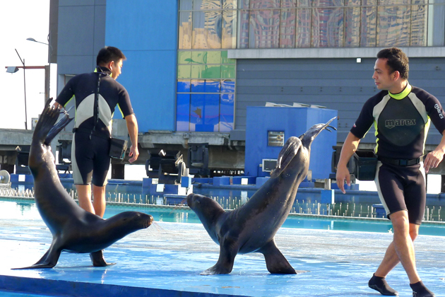 Sea Lion Show on Manila Ocean Park