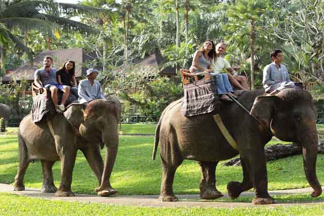 Embark on an Elephant Safari