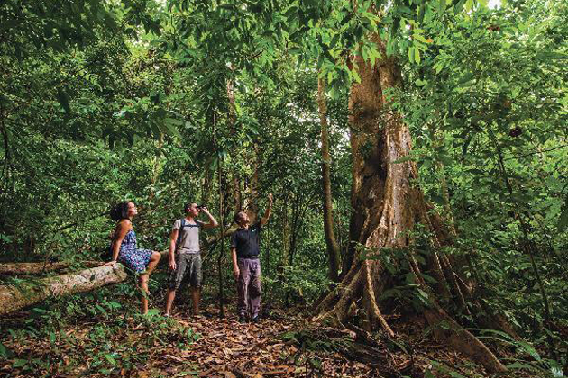 Langkawi Rainforest Adventure