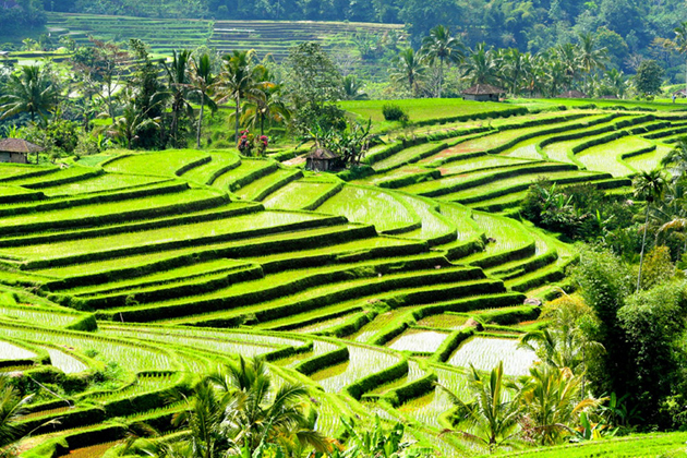 Visit Jatiluwih rice fields