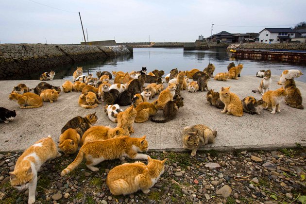 Aoshima Island