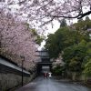 Beautiful Obi Castle Ruins