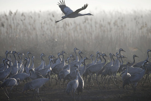 Cranes Nature Park