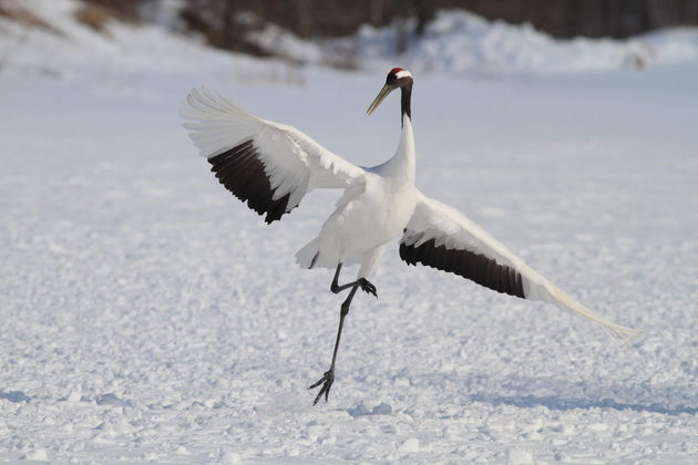 Kushiro Cranes Nature Park