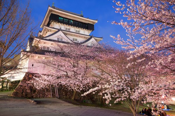 Kokura Castle Cherry