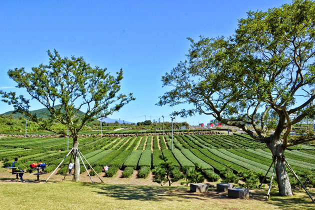 O’Sulloc Green Tea Museum