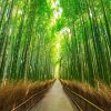 Arashiyama bamboo Kobe shore excursions