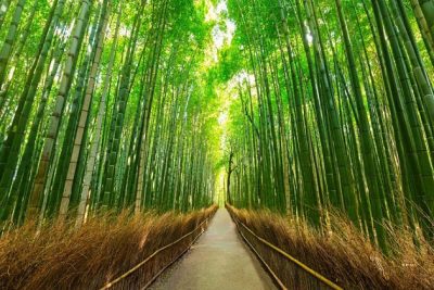 Arashiyama bamboo Kobe shore excursions