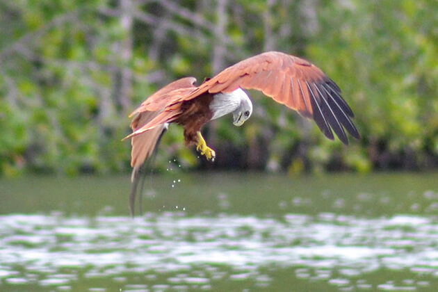 Eagle-Watching-Langkawi