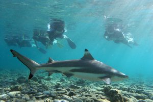 Shark Watch Tour Phi Phi Island
