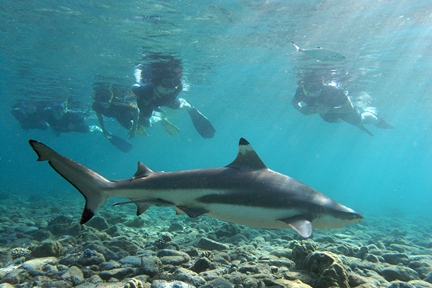 Shark Watch Tour Phi Phi Island