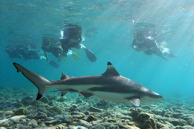 Shark Watch Tour Phi Phi Island - Phuket shore excursions