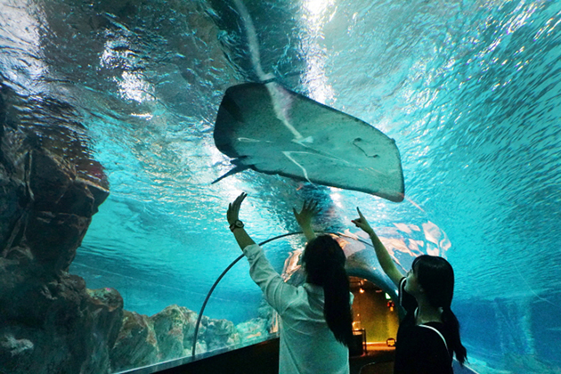 COEX Aquarium Seoul