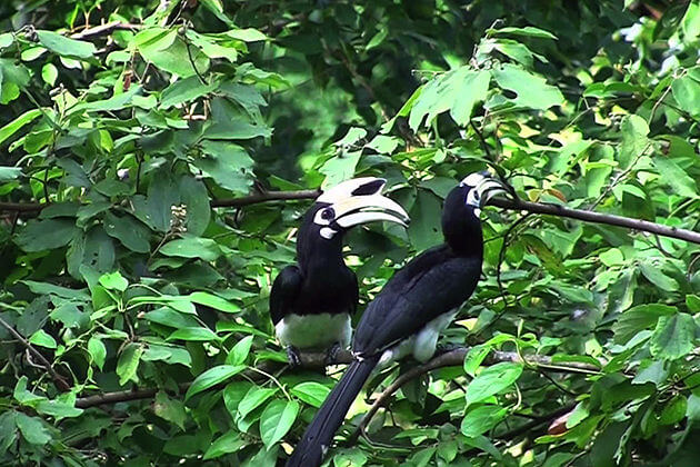 Langkawi-Animal-Rain-forest