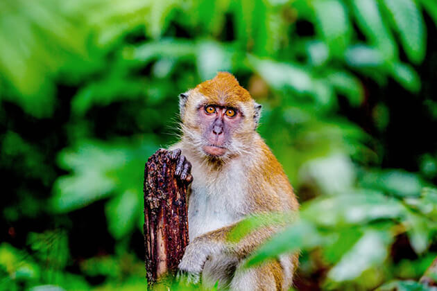 Langkawi-Monkey