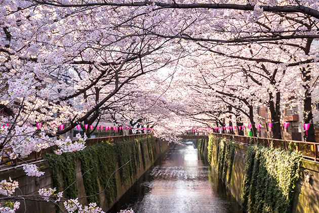 Hanami - Cherry Blossom Festival