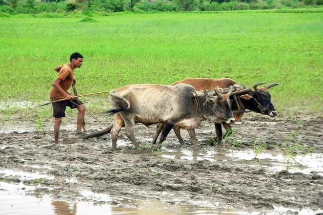 Buffalo in Thai Farming Life