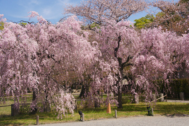 Cherry blossom