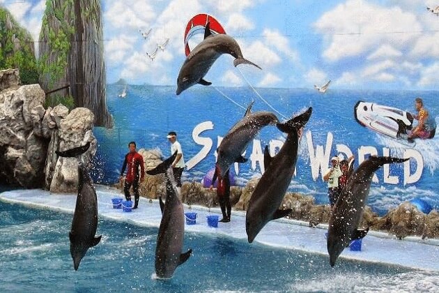 Dolphin-show-in-Marine-Park