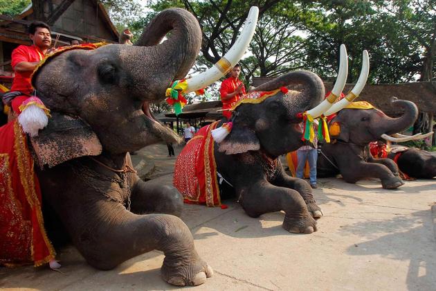 Elephant Show in Koh Samui