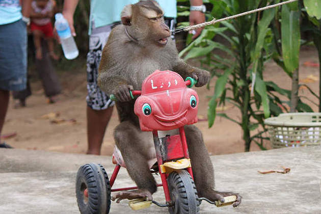 Koh Samui shore trips - monkey show