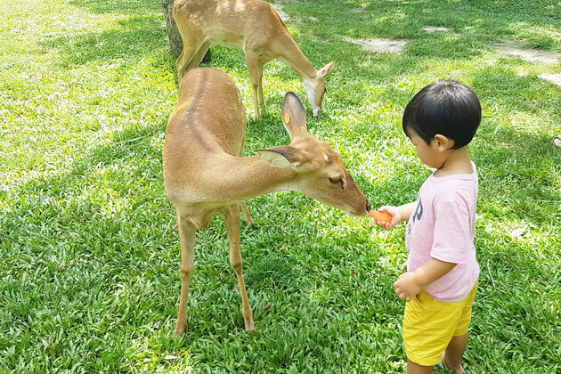 Playing-with-animals-Khao-Kheow-Safari