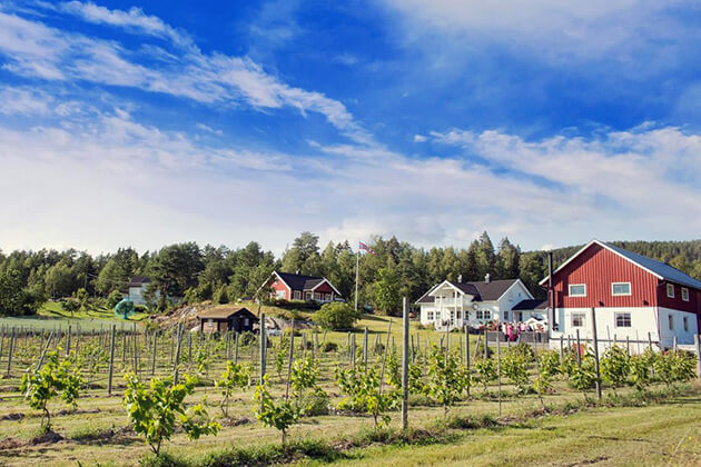 Silver-Lake-Vineyard