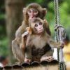 Mt. Takasaki Monkey Park - A glimpse of Beppu shore excursions