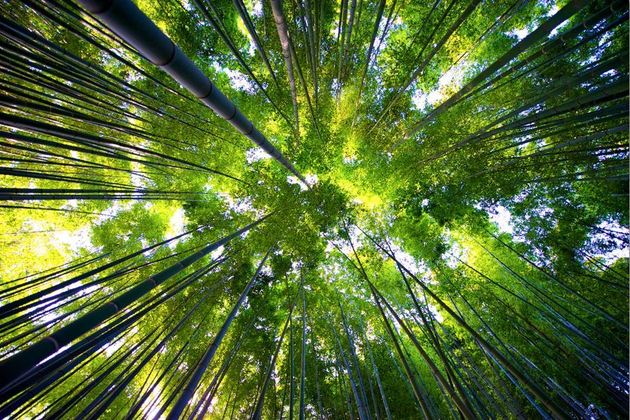 Sagano Bamboo Forest