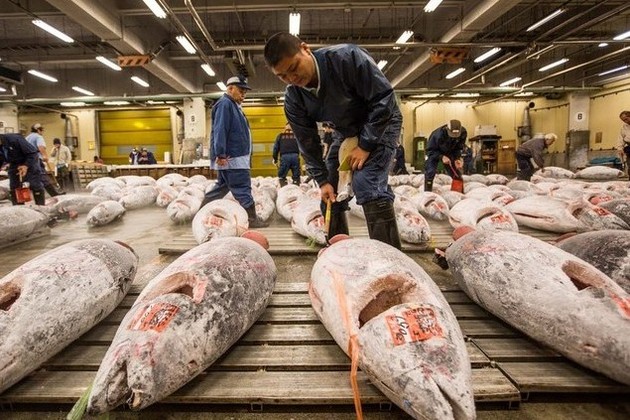 Tsukiji Fish Market Fish Wall Street In Tokyo Shore Excursions Asia