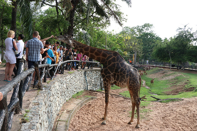 Khao Kheow Open Safari Park in Bangkok